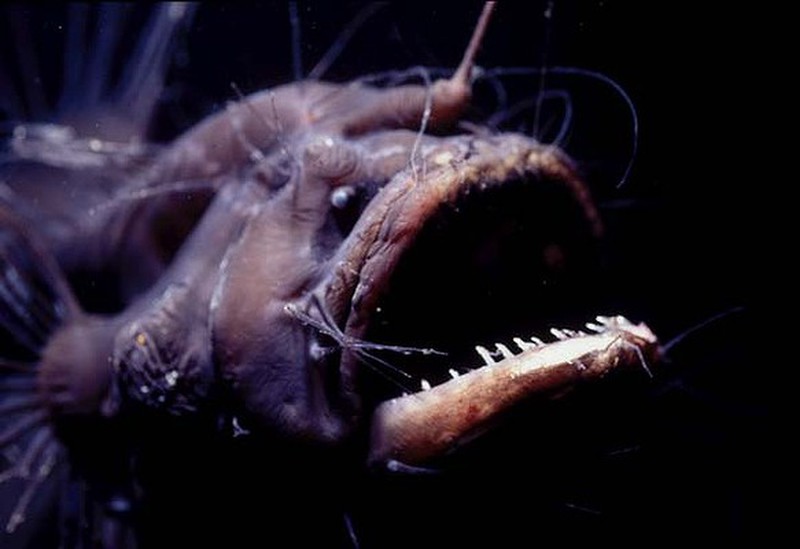 12 chú động vật với ngoại hình cực kinh dị được tìm thấy dưới rãnh Marina, nơi sâu thẳm và bí ẩn nhất ở đại dương - Ảnh 1.