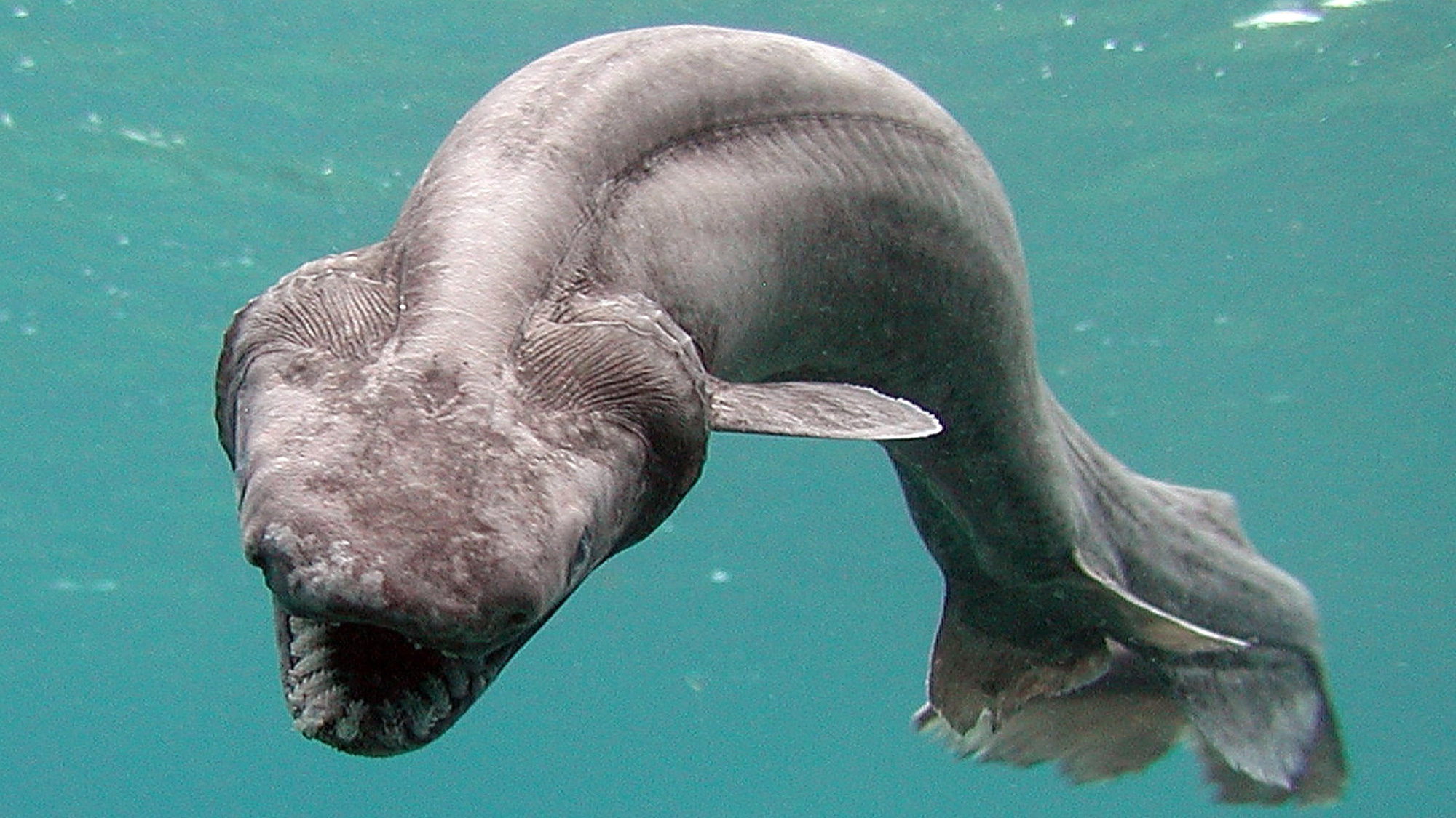 12 chú động vật với ngoại hình cực kinh dị được tìm thấy dưới rãnh Marina, nơi sâu thẳm và bí ẩn nhất ở đại dương - Ảnh 4.