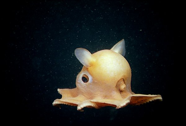 12 chú động vật với ngoại hình cực kinh dị được tìm thấy dưới rãnh Marina, nơi sâu thẳm và bí ẩn nhất ở đại dương - Ảnh 3.