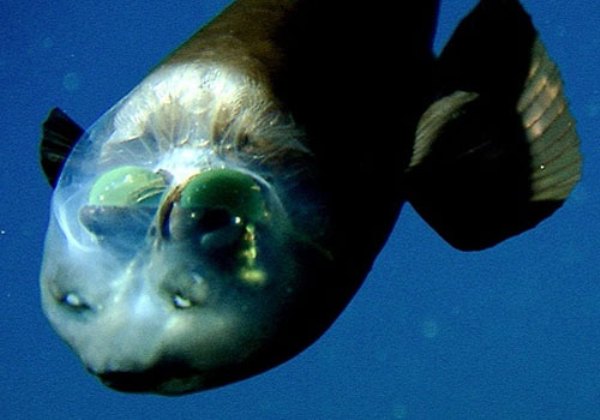 12 chú động vật với ngoại hình cực kinh dị được tìm thấy dưới rãnh Marina, nơi sâu thẳm và bí ẩn nhất ở đại dương - Ảnh 7.