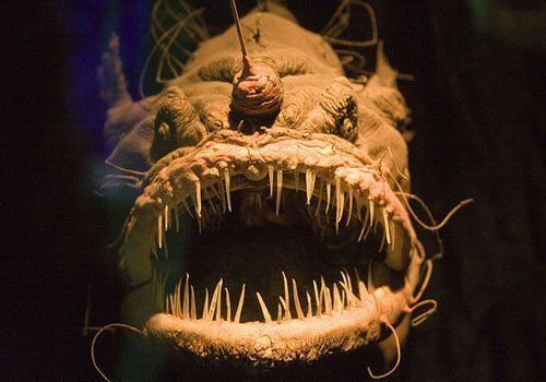 12 chú động vật với ngoại hình cực kinh dị được tìm thấy dưới rãnh Marina, nơi sâu thẳm và bí ẩn nhất ở đại dương - Ảnh 2.
