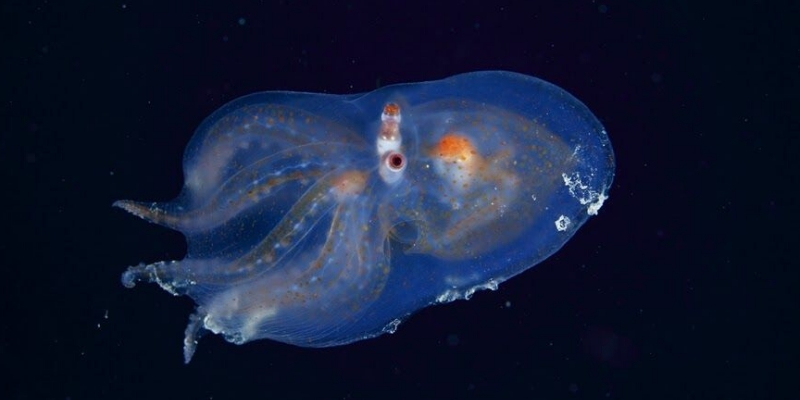 12 chú động vật với ngoại hình cực kinh dị được tìm thấy dưới rãnh Marina, nơi sâu thẳm và bí ẩn nhất ở đại dương - Ảnh 11.