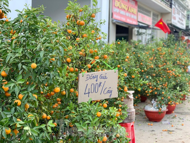 Đua nhau hạ giá, đào quất ở Hà Tĩnh vẫn ế ẩm ngày cận Tết - Ảnh 11.