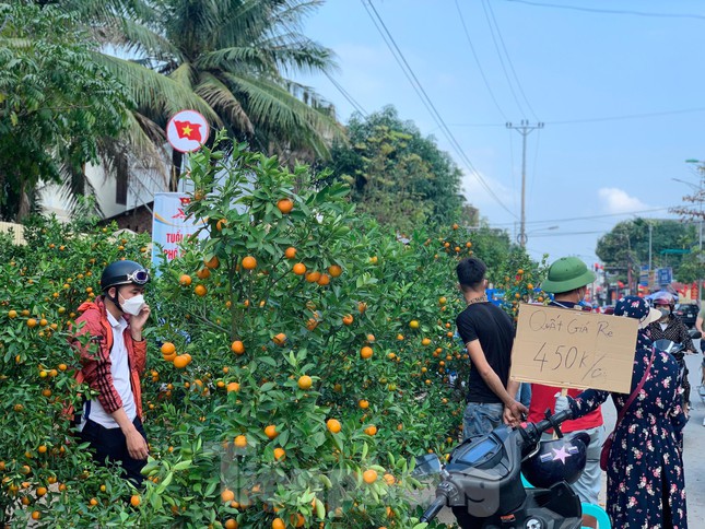 Đua nhau hạ giá, đào quất ở Hà Tĩnh vẫn ế ẩm ngày cận Tết - Ảnh 10.