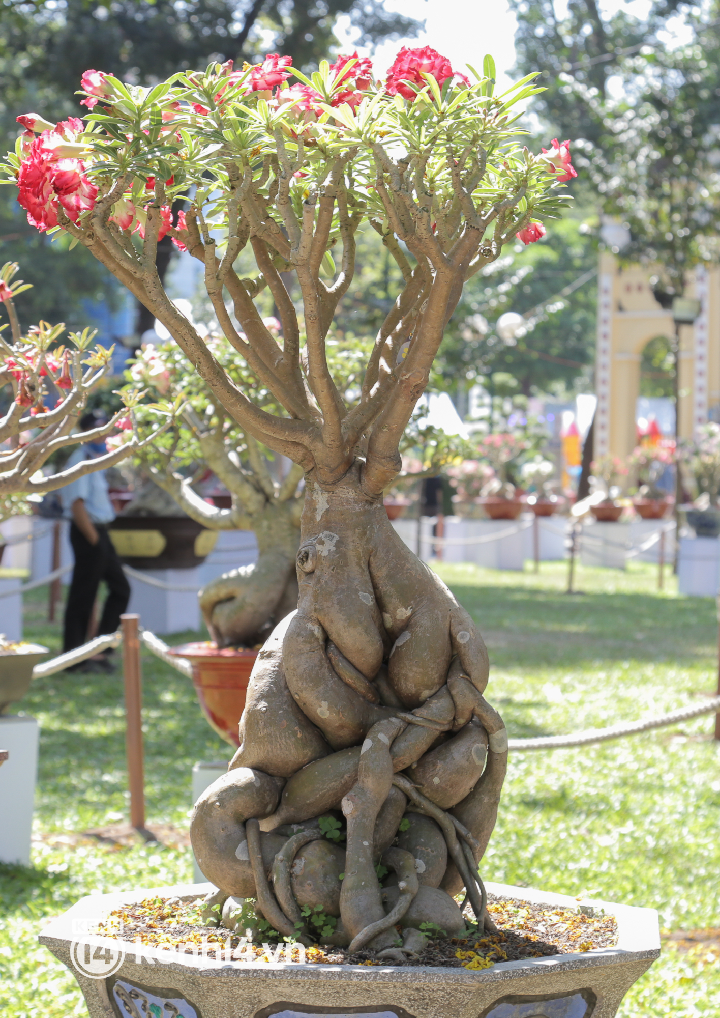 Chi&ecirc;m ngưỡng vườn hoa sứ độc lạ chỉ c&oacute; tại hội hoa xu&acirc;n c&ocirc;ng vi&ecirc;n Tao Đ&agrave;n 2022 - Ảnh 10.