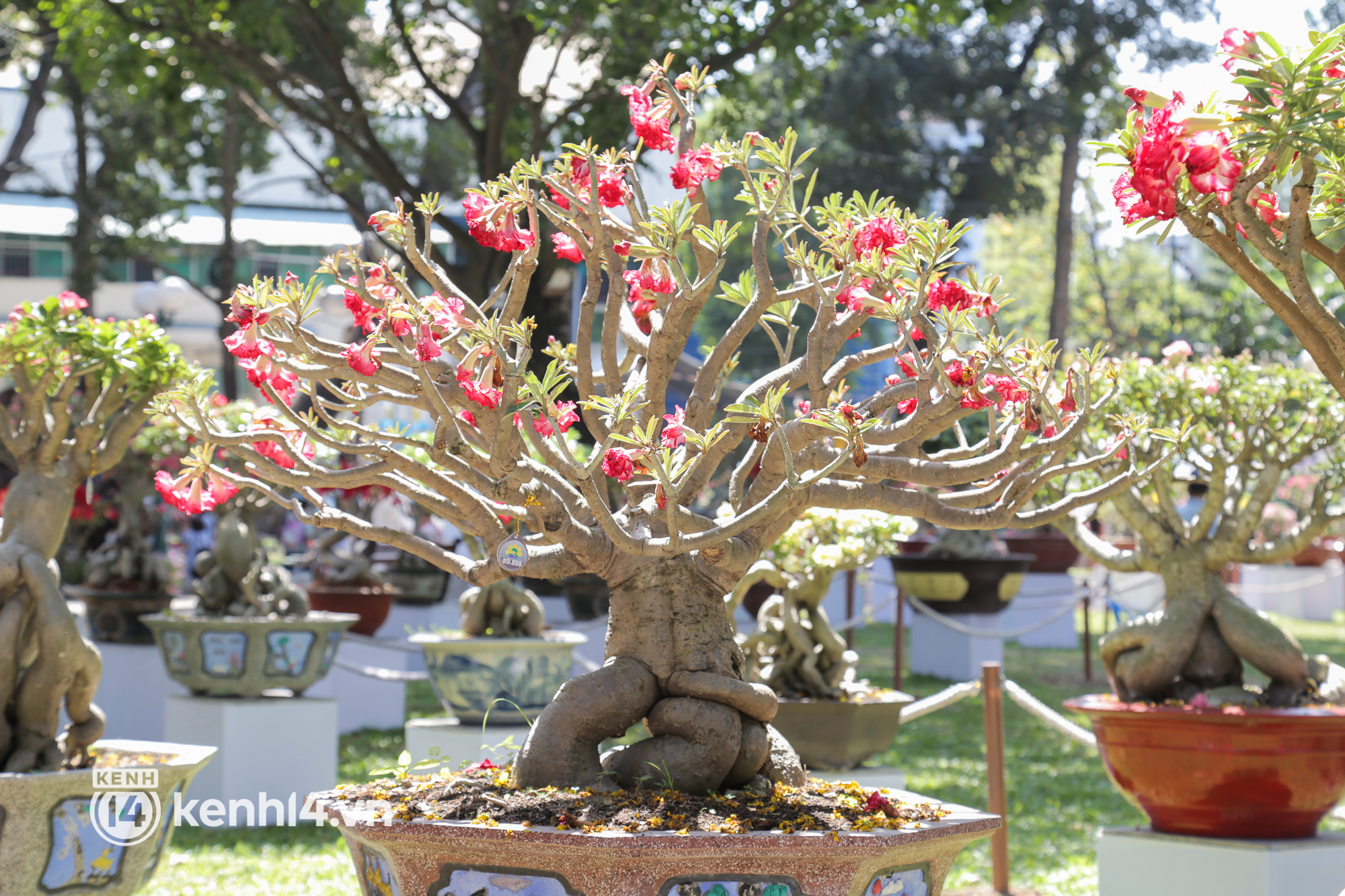 Chi&ecirc;m ngưỡng vườn hoa sứ độc lạ chỉ c&oacute; tại hội hoa xu&acirc;n c&ocirc;ng vi&ecirc;n Tao Đ&agrave;n 2022 - Ảnh 9.