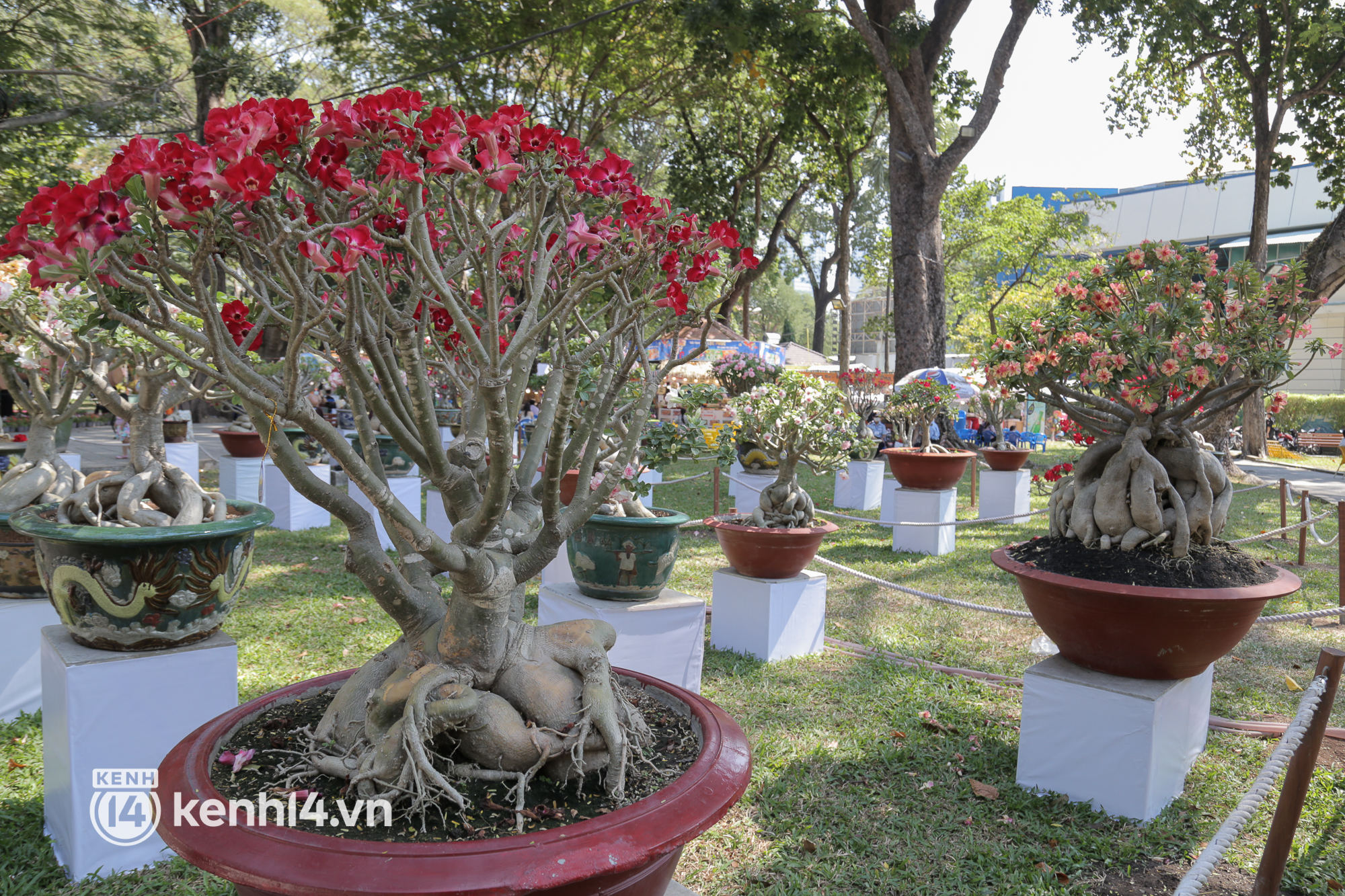 Chi&ecirc;m ngưỡng vườn hoa sứ độc lạ chỉ c&oacute; tại hội hoa xu&acirc;n c&ocirc;ng vi&ecirc;n Tao Đ&agrave;n 2022 - Ảnh 3.