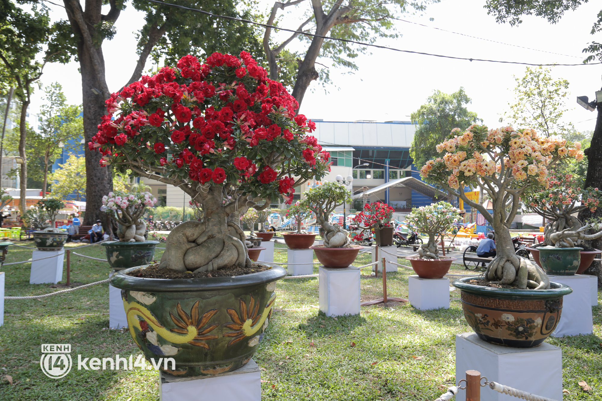 Chi&ecirc;m ngưỡng vườn hoa sứ độc lạ chỉ c&oacute; tại hội hoa xu&acirc;n c&ocirc;ng vi&ecirc;n Tao Đ&agrave;n 2022 - Ảnh 14.