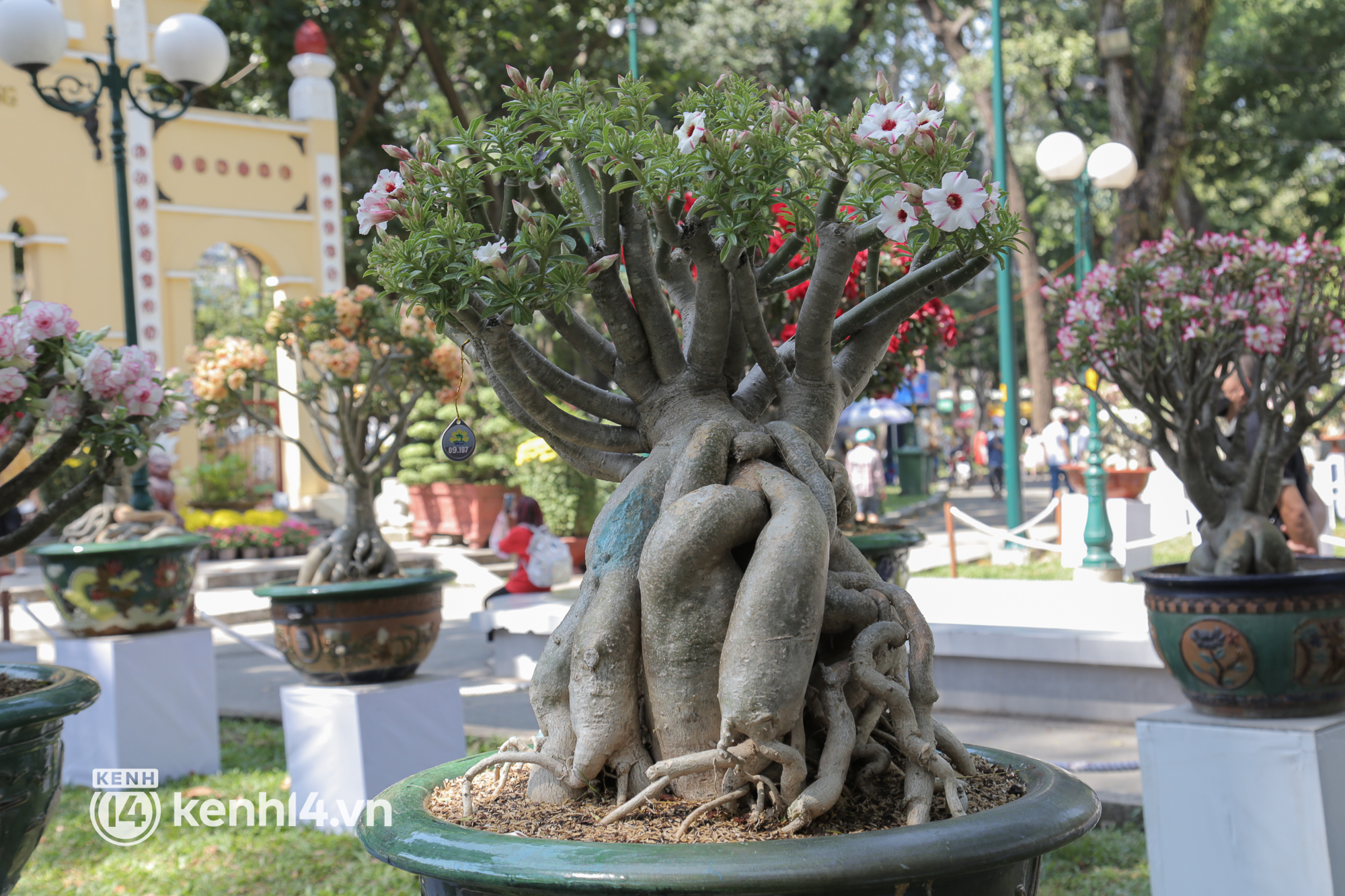 Chi&ecirc;m ngưỡng vườn hoa sứ độc lạ chỉ c&oacute; tại hội hoa xu&acirc;n c&ocirc;ng vi&ecirc;n Tao Đ&agrave;n 2022 - Ảnh 8.