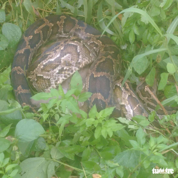 Trăn gấm 4 m&eacute;t quấn chết khỉ b&ecirc;n vệ đường dưới n&uacute;i Sơn Tr&agrave; - Ảnh 2.