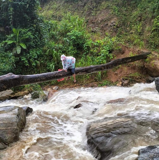 Th&oacute;t tim cảnh c&ocirc; gi&aacute;o v&ugrave;ng cao b&aacute;m th&acirc;n c&acirc;y vượt suối đi dạy học - Ảnh 1.