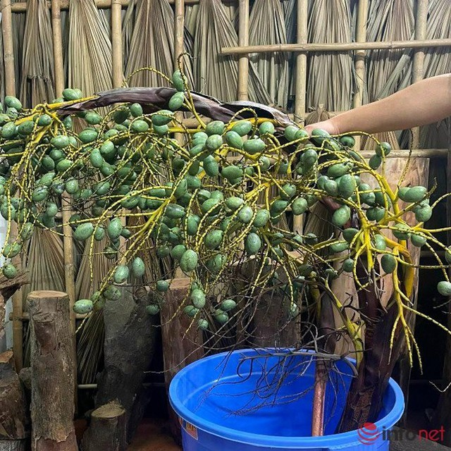 Mới lạ cành quả cắm bình đang làm mưa, làm gió trên thị trường - Ảnh 2.