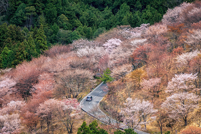 Con đường lãng mạn Nhật Bản: Điểm đến lý tưởng dành cho những cặp đôi, nối liền nhiều danh lam thắng cảnh - Ảnh 3.