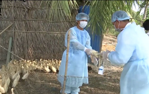 Bộ Nông nghiệp ra công điện khẩn phòng chống cúm gia cầm lây sang người - Ảnh 1.