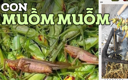 MUỒM MUỖM RANG, tin tức Mới nhất Đặc sản đồng ruộng chỉ xuất hiện khi ...