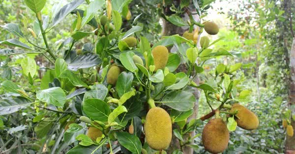 Tranh nhau c&acirc;y m&iacute;t, người em d&ugrave;ng gạch n&eacute;m anh ruột bị thương - Ảnh 1.