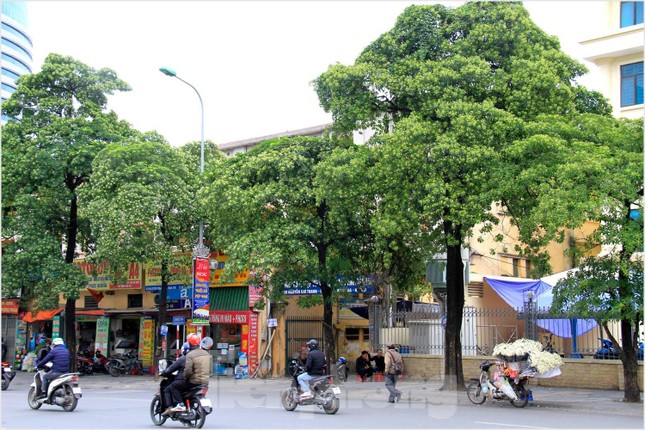 Hà Nội: Loại cây nào thay thế hoa sữa trên phố Nguyễn Chí Thanh? - Ảnh 1.