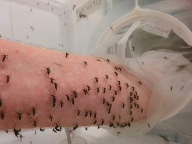 Giới khoa học khẳng định: Người hay bị muỗi cắn là do mùi cơ thể - Ảnh 1.
