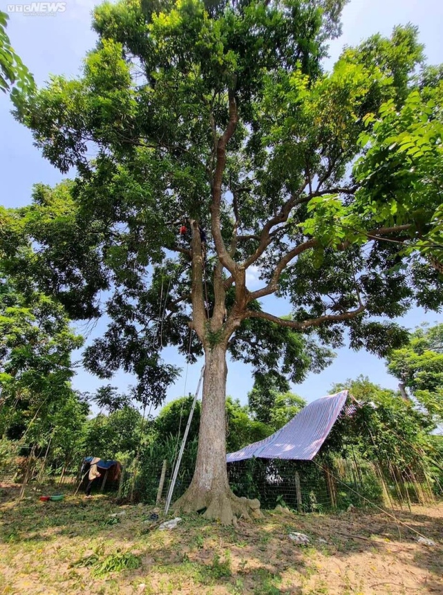 Trèo lên ngọn cây thu hoạch vàng đen, nông dân bỏ túi hàng trăm triệu đồng - Ảnh 3.