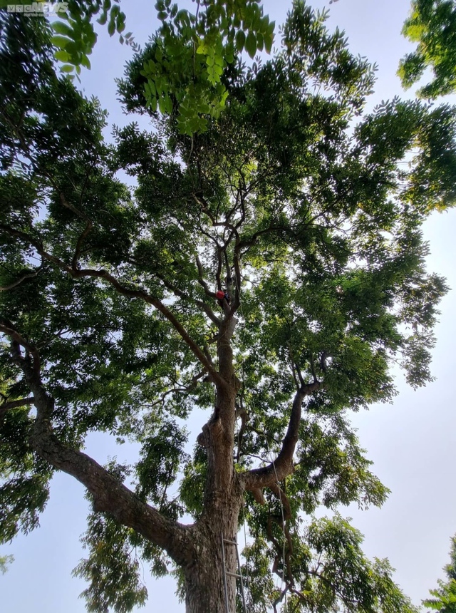 Trèo lên ngọn cây thu hoạch vàng đen, nông dân bỏ túi hàng trăm triệu đồng - Ảnh 9.