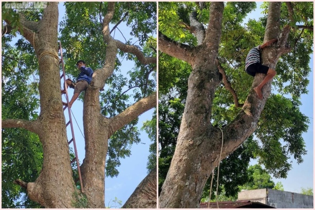 Trèo lên ngọn cây thu hoạch vàng đen, nông dân bỏ túi hàng trăm triệu đồng - Ảnh 8.