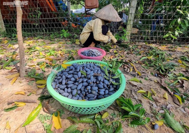 Trèo lên ngọn cây thu hoạch vàng đen, nông dân bỏ túi hàng trăm triệu đồng - Ảnh 7.