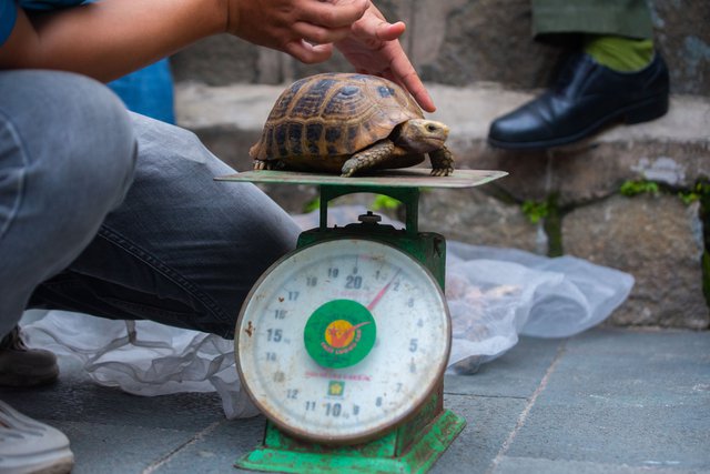 TP.HCM: Ch&ugrave;a Ngọc Ho&agrave;ng b&agrave;n giao 62 con r&ugrave;a qu&yacute; hiếm, nguy cấp cho kiểm l&acirc;m - Ảnh 5.
