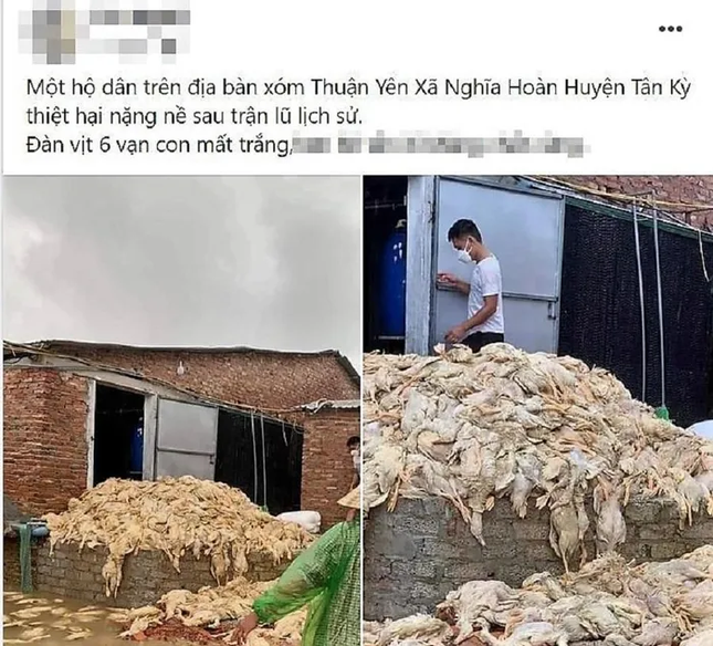 Thông tin đàn vịt 6 vạn con mất trắng do mưa lũ ở Nghệ An là không chính xác - Ảnh 1.