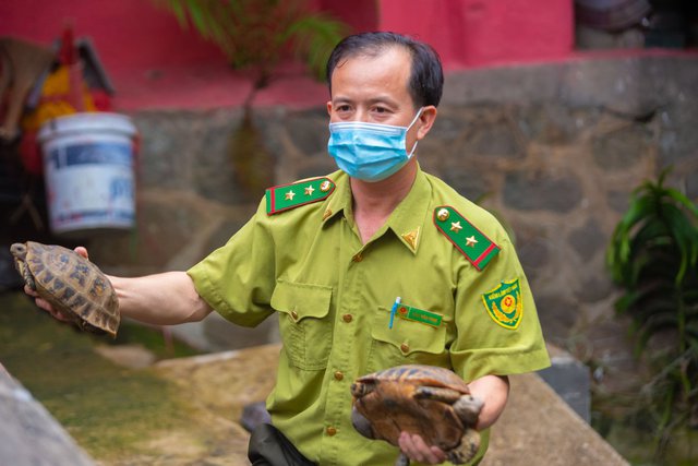 TP.HCM: Ch&ugrave;a Ngọc Ho&agrave;ng b&agrave;n giao 62 con r&ugrave;a qu&yacute; hiếm, nguy cấp cho kiểm l&acirc;m - Ảnh 1.