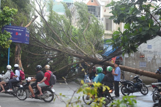 TP.HCM: Cây xanh lớn bị mưa gió quật ngã, nhiều nhà dân bị mất điện - Ảnh 2.