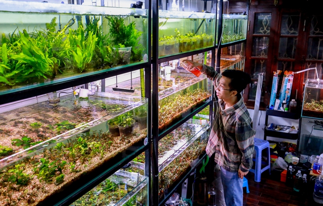 Thú chơi cây thủy sinh đắt đỏ ở Hà Nội: Đổ cả chiếc ô tô vào bể cá là chuyện thường - Ảnh 4.