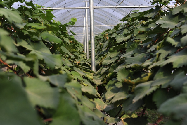 Cho&aacute;ng ngợp trước vườn nho sai trĩu quả thu h&uacute;t đ&ocirc;ng đảo kh&aacute;ch tham quan ở Ninh B&igrave;nh - Ảnh 1.