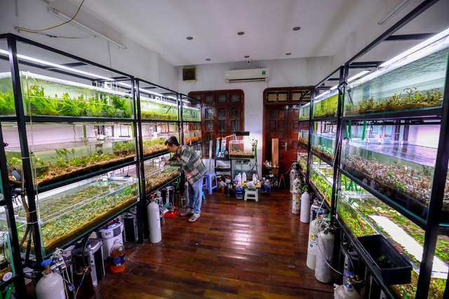 Thú chơi cây thủy sinh đắt đỏ ở Hà Nội: Đổ cả chiếc ô tô vào bể cá là chuyện thường - Ảnh 1.