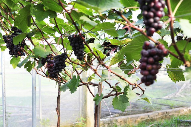 Cho&aacute;ng ngợp trước vườn nho sai trĩu quả thu h&uacute;t đ&ocirc;ng đảo kh&aacute;ch tham quan ở Ninh B&igrave;nh - Ảnh 11.