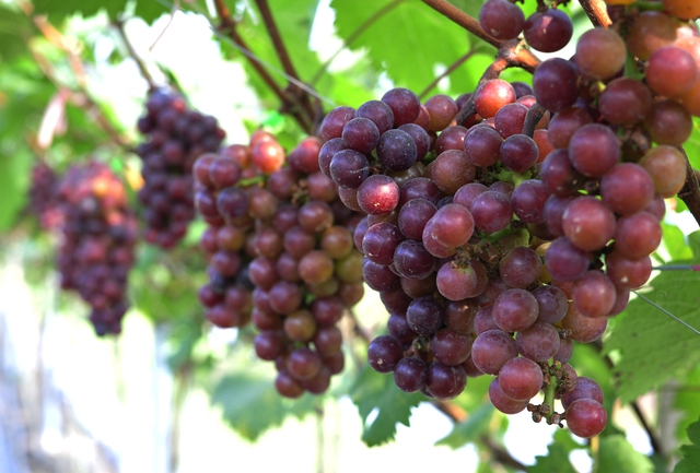 Cho&aacute;ng ngợp trước vườn nho sai trĩu quả thu h&uacute;t đ&ocirc;ng đảo kh&aacute;ch tham quan ở Ninh B&igrave;nh - Ảnh 9.