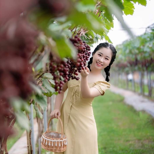 Choáng ngợp trước vườn nho sai trĩu quả thu hút đông đảo khách tham quan ở Ninh Bình - Ảnh 8.
