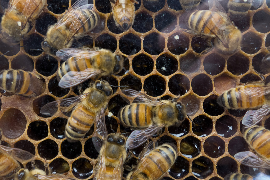 Tuy ngọt nhưng ăn mật ong có thể làm giảm lượng đường và cholesterol trong máu - Ảnh 2.