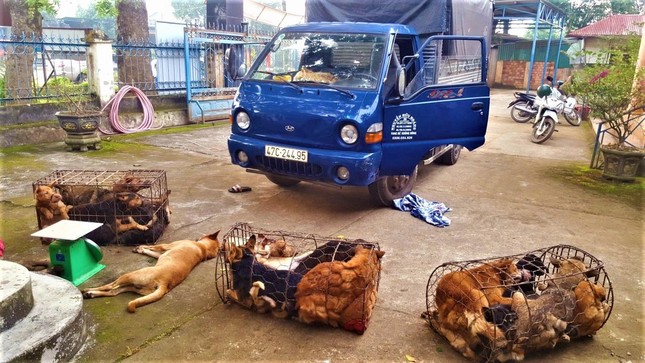 Gặp cảnh sát, hai đối tượng bỏ lại xe tải cùng 28 con chó để tháo chạy - Ảnh 2.