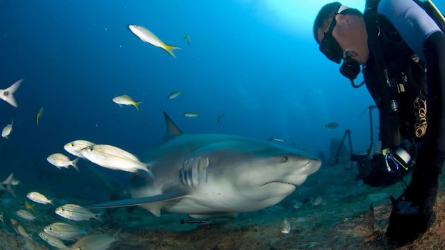 Bơi cùng cá mập: Cuba tập trung vào du lịch đại dương - Ảnh 1.