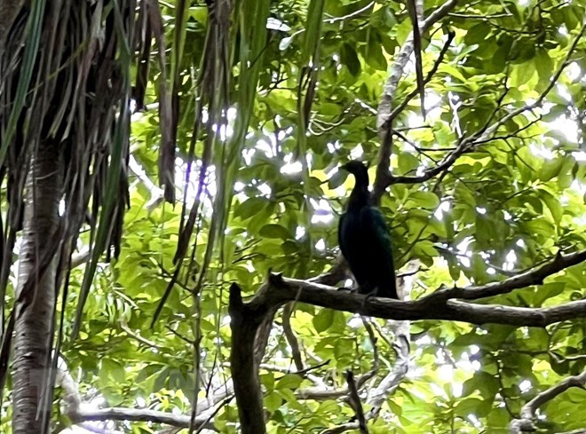 Bí ẩn Nicoba - Loài bồ câu hướng nội quý hiếm mới xuất hiện tại Vườn Quốc gia Côn Đảo - Ảnh 4.