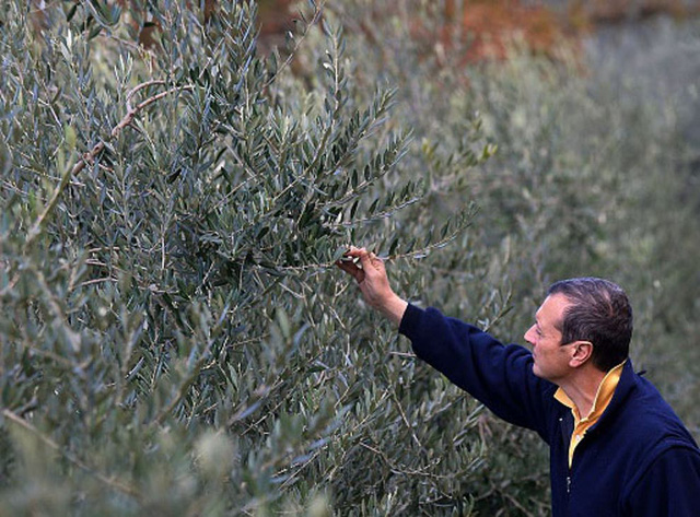 Khủng hoảng olive do hạn hán nghiêm trọng tại châu Âu - Ảnh 1.