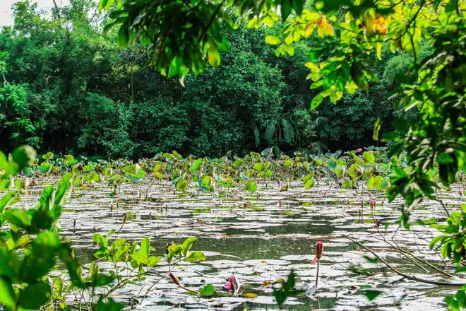 Thăm nhà cụ Tam Nguyên Yên Đổ, chiêm ngưỡng “ngõ trúc”, “ao thu” trong bài thơ Thu Điếu - Ảnh 12.