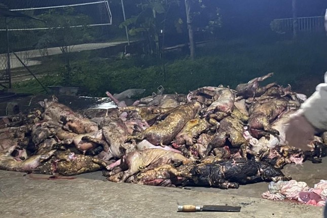 Chết đứng nhìn hơn 1.000 con lợn bị lửa thiêu - Ảnh 1.