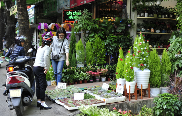  Hà Nội: Người dân thích thú với cây thông Noel tí hon bày bán dịp Giáng sinh  - Ảnh 3.