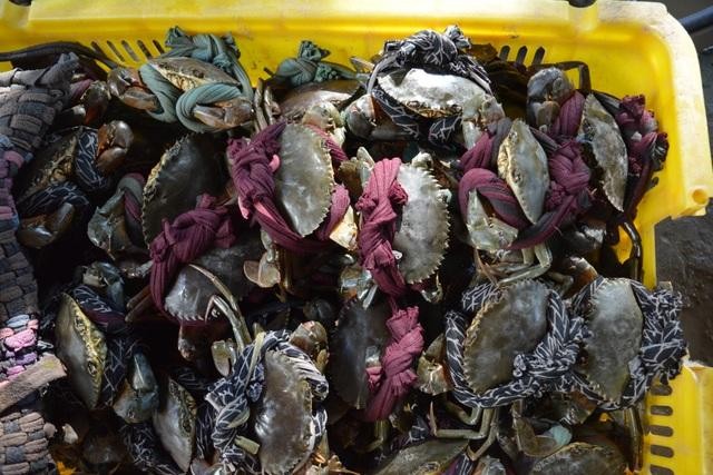 L&ecirc;n đơn 300 tấn cua đặc sản phục vụ thực kh&aacute;ch dự hội tại C&agrave; Mau - Ảnh 2.