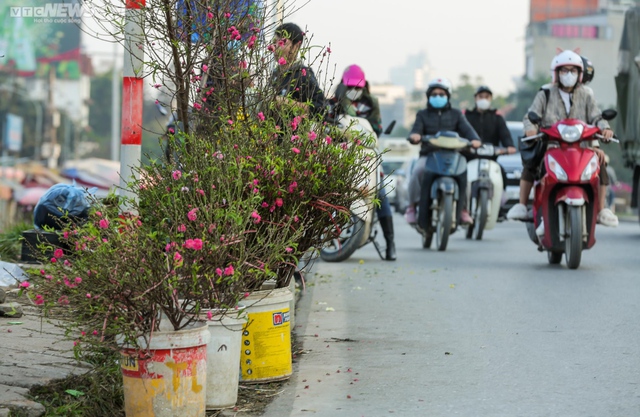  Người Hà Nội háo hức tìm mua đào nở sớm  - Ảnh 6.