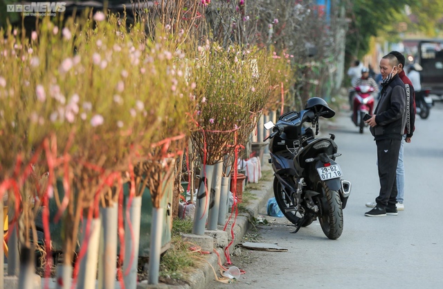  Người H&agrave; Nội h&aacute;o hức t&igrave;m mua đ&agrave;o nở sớm  - Ảnh 7.