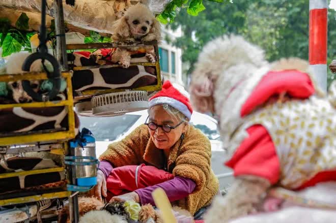 Câu chuyện đáng yêu mùa Noel này: Bà lão 71 tuổi và chiếc xe chở 13 chú cún khắp đường phố Hà Nội - Ảnh 11.