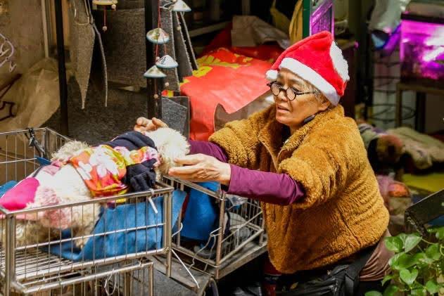 Câu chuyện đáng yêu mùa Noel này: Bà lão 71 tuổi và chiếc xe chở 13 chú cún khắp đường phố Hà Nội - Ảnh 1.