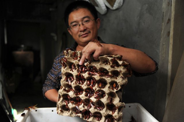 Bạn sẽ kh&ocirc;ng c&ograve;n ước to&agrave;n bộ gi&aacute;n tr&ecirc;n thế giới tuyệt chủng nếu biết được sự thật n&agrave;y về ch&uacute;ng - Ảnh 3.